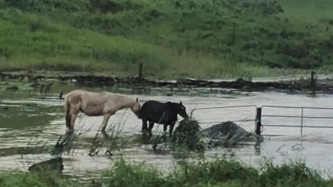 The brumby mares standing in the flood waters eating reeds. Henry runs around like a kangaroo