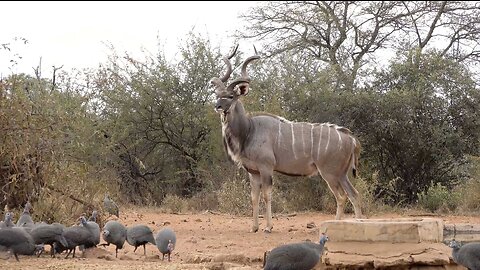 African Safari Bow Hunt