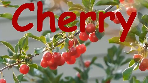 Cherry Fruits