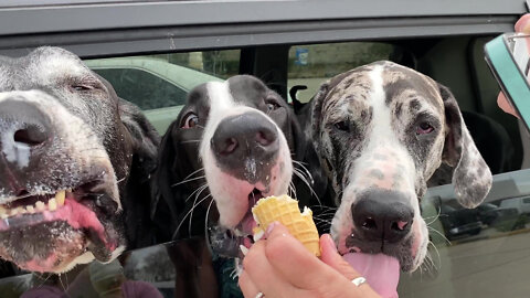 Five Funny Great Danes' Epic Ice Cream Adventure - 3000th video