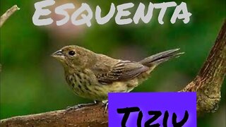 fêmea TIZIU (volatina,jacarina ) chamando para esquentar ||