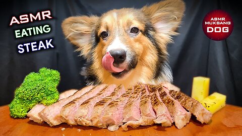 Corgi Puppy Dog Eating Steak ASMR MUKBANG🐕