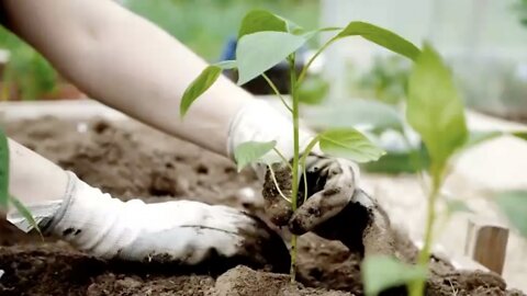 Some Americans Turn To Home Gardens As Grocery Prices Rise