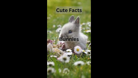 #cutefacts #bunnies