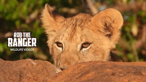 Paradise Lion Pride Cubs Playing | Maasai Mara Safari | Zebra Plains