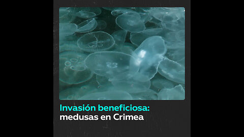 Invasión de medusas en la bahía de Balaklava, Crimea