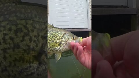 Catching Early Spring Crappies Under Boathouses! #shorts #fishingshorts