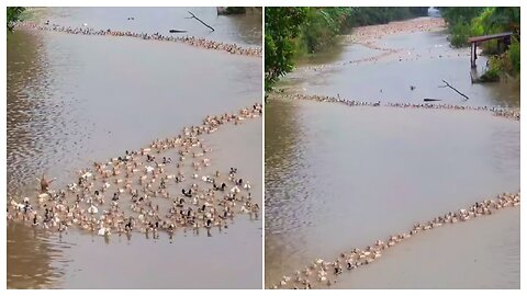 The Duck Army Is Coming