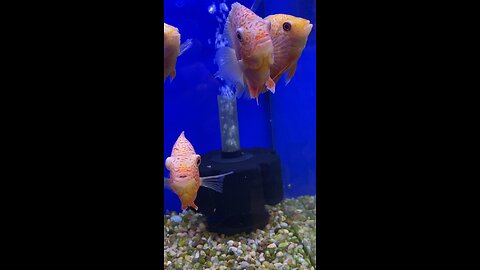 Five Cichlid Fishes Are Swimming Randomly And chasing Each Other #subscribe #shorts #cichlid #fish