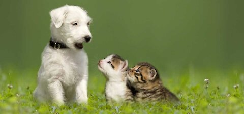 Super Funny Cats and Dogs Talking