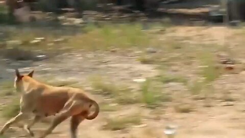 Troll Prank Dog Funny & fake Lion and Fake Tiger Prank To dog & Huge Box Prank to dog