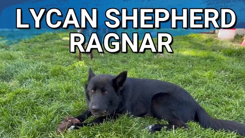 Puppy Update: Ragnar The Lycan Shepherd | Idaho Pasture Piglet Update