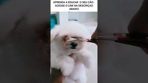 Animais engraçados 2022 - Cães e gatos fofos fazendo coisas engraçadas #shorts