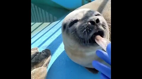 Seal eats fish and smiles