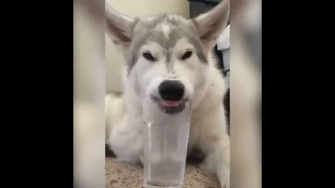 Funny Dog Videos - Funny Dogs Drinking Water