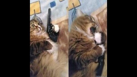 Funny cat 😽 vs Gun 🔫 - Funny Animals 😂