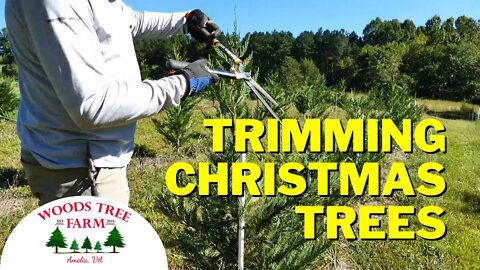 A Major Milestone! Our Trees Need Trimming