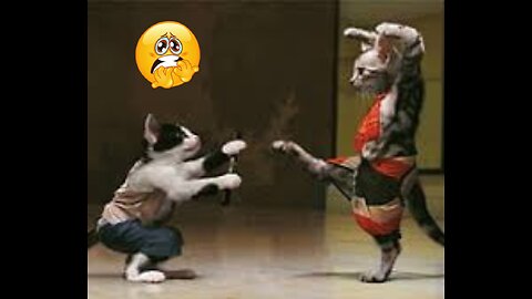 Cat fighting Cute baby animals 2023