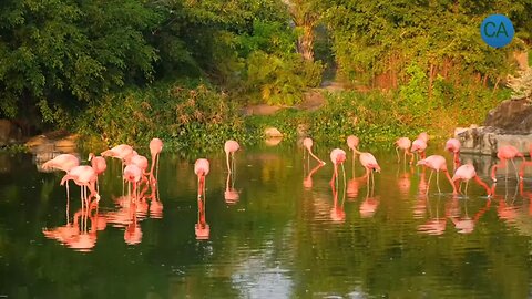 Flamingo_Bird___Bird_Videos___Flamingos___Flamingo_Bird_Flying