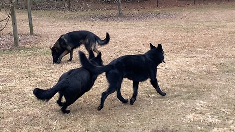 World Class German Shepherds Playing!!!