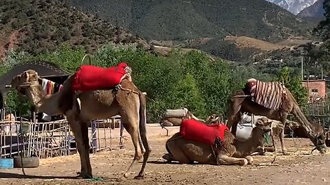 Atlas mountains morocco - CAMELS OF THE MOUNTAINS