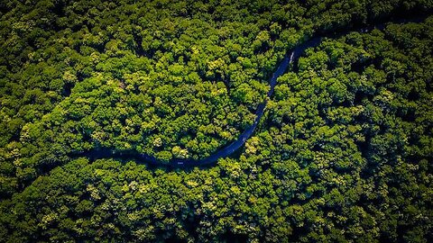 AMAZON FOREST DEEPEST FOREST