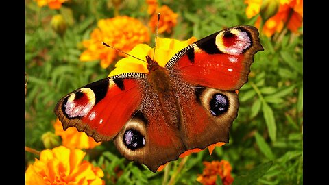 Butterfly Citrus Swallotail