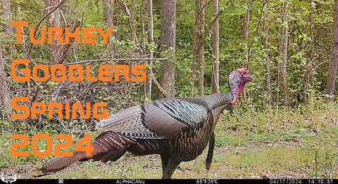 Wild Turkey Gobblers Spring 2024