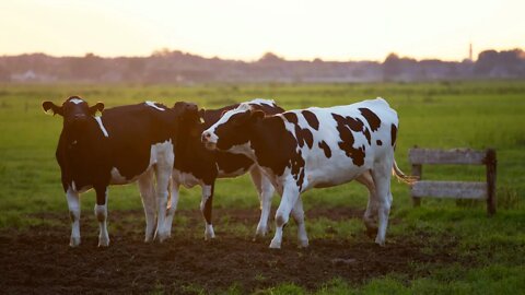 French Farmers’ Union Official is Warning of a Possible Milk Shortage / Shortage / Supply