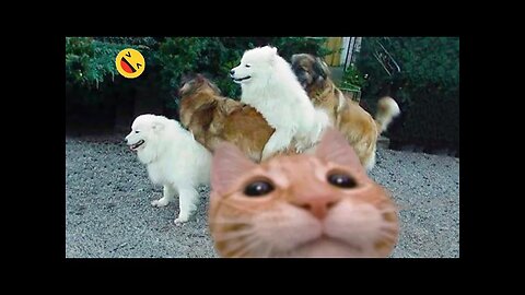 Best Funny Videos Compilation 2024