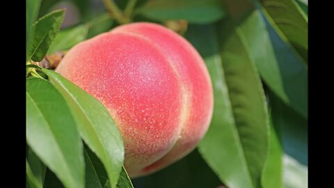 Peach Tree Borer Results!! | Tricks To Healthy Peach Trees!! | Don't Let This Happen To You!!!