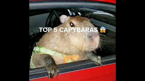 Top 5 capybaras🛐