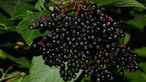 Using Elderberry