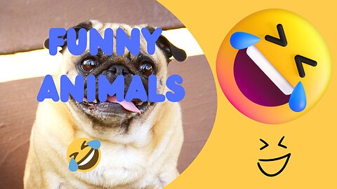 Try not to laugh | HILAIRIOUS ANIMALS 😂