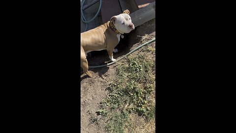 Caught digging bethel island California