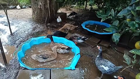 Indian runner ducks in the pond, and Muscovy Girls, 01/06/2020