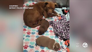 Detroit police officers rescue dog and two puppies