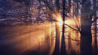 Pure Relaxation Sounds from the Forest || Relaxing Sleep Music and Night Nature Sounds