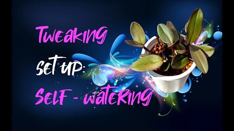 How to create a DRIER SET UP with LECA & SELF - WATERING | #Cattleyaschilleriana