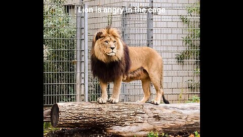 Angry Lion in the cage