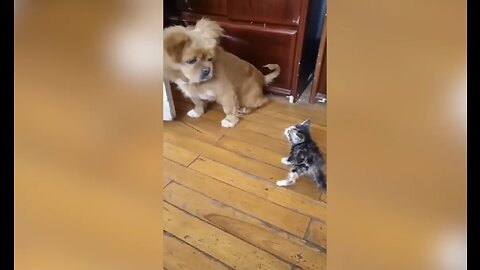 Funny dogs and cats funniest animals in 2023 being friend and funny fight