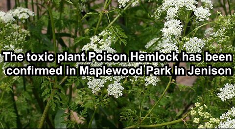 The toxic plant Poison Hemlock has been confirmed in Maplewood Park in Jenison