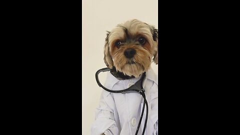 Doctor dog #shorts #rumble