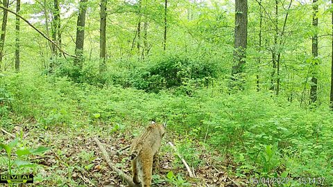 How many bobcats do you see in this video?