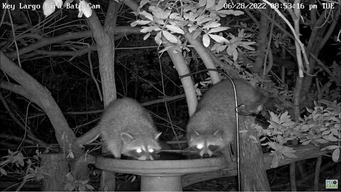 Thirsty Raccoons