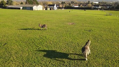 Farm with Donkeys grazing in the sun