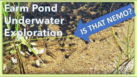 Underwater footage of spring farm pond Life! Lots of activity down there!