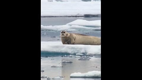 polar bear hunting