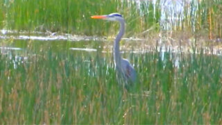 Port St. Lucie man accused of cutting off legs, killing blue heron