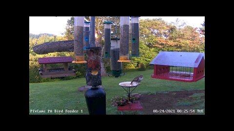 Red-tailed hawk lands on birdbath!